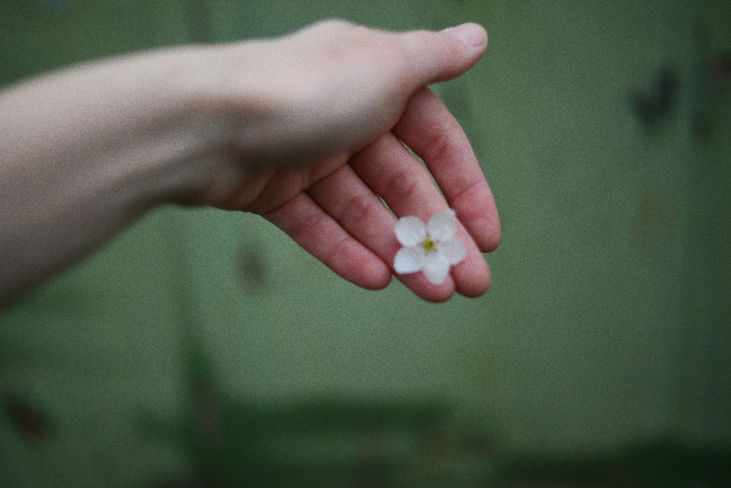 Hand holding a flower. Photo by Liana S on Unsplash